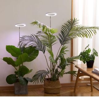 Tall grow lights over tropical plants