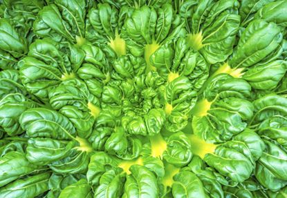 Lettuce-Like Tatsoi Plant