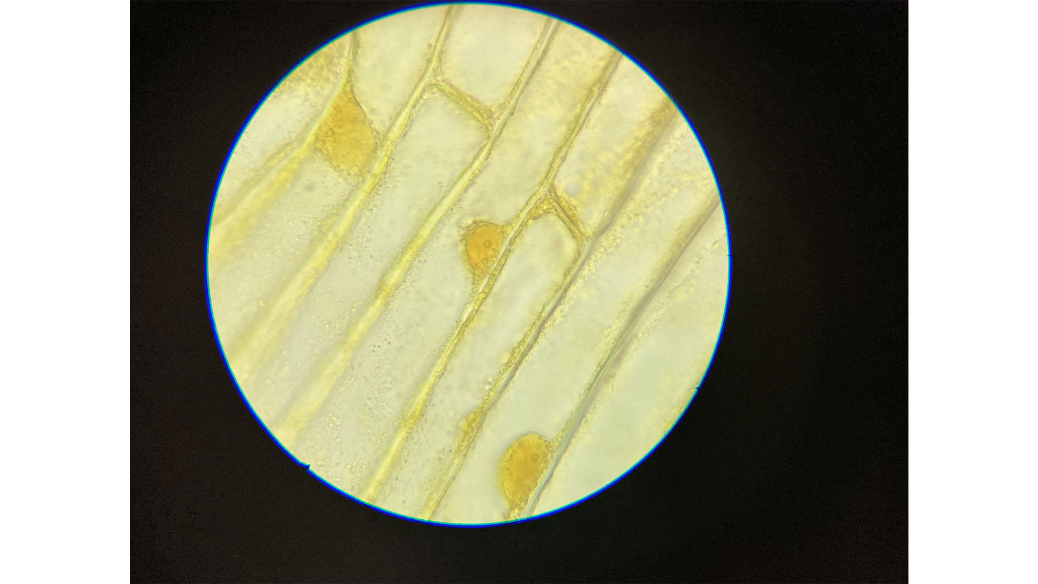 Microscopic image of onion cells