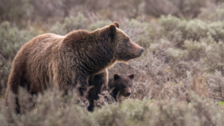 Grizzly 399 and her cub Spirit