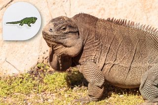 Lacoste X: Save Our Species, The Anegada Ground Iguana