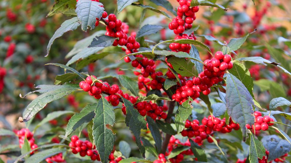 7 flood-tolerant plants to protect your yard from heavy rain | Tom's Guide