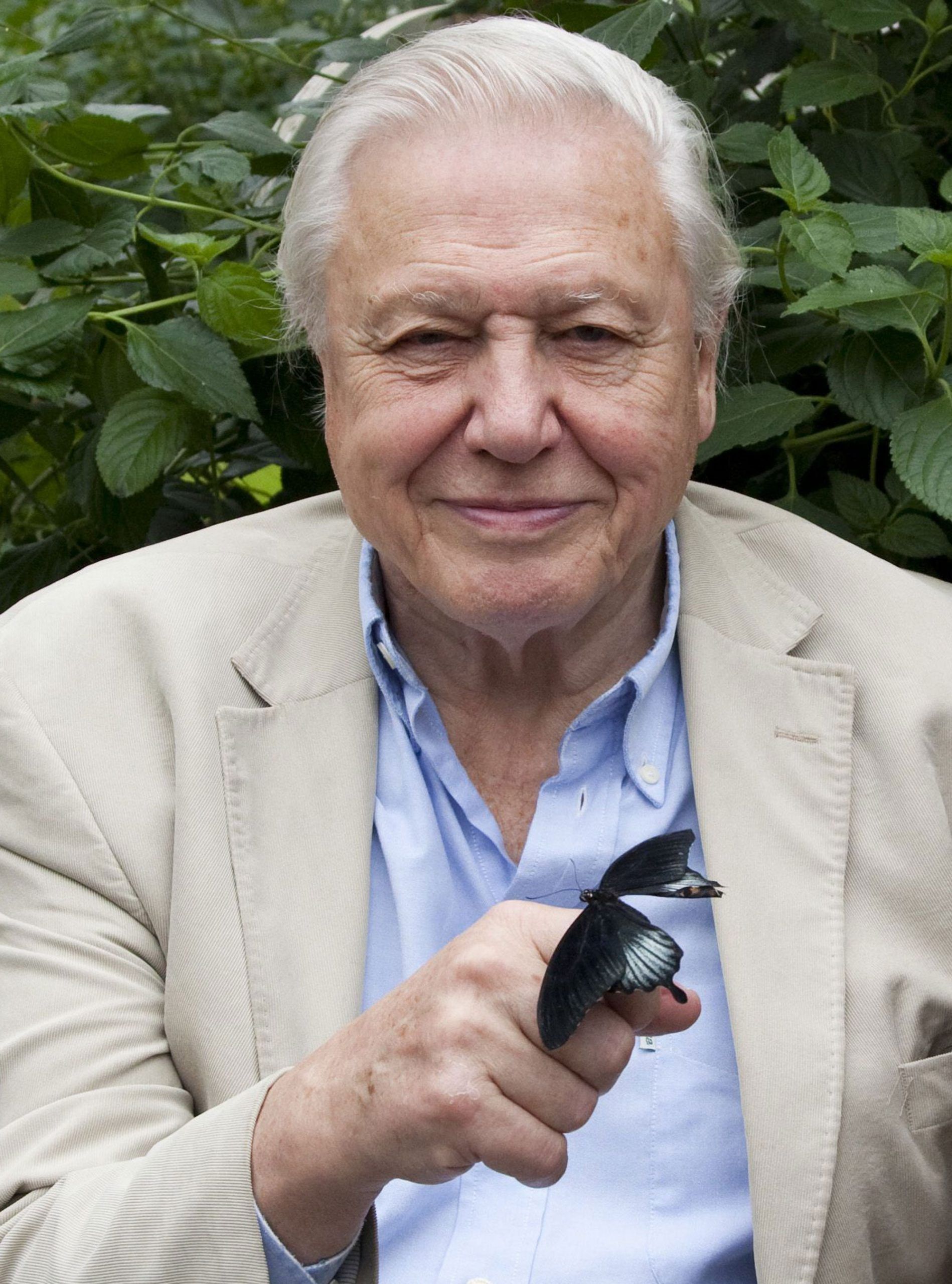 6 Things You Didn't Know About David Attenborough Woman & Home