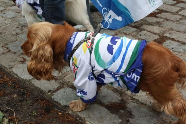 A dog is for life not just for a bike race