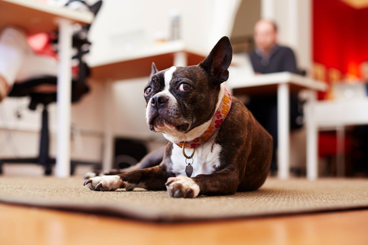 An office pet. 