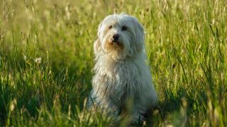 Coton de Tulear