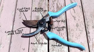 Blue handled secateurs infographic on wooden table