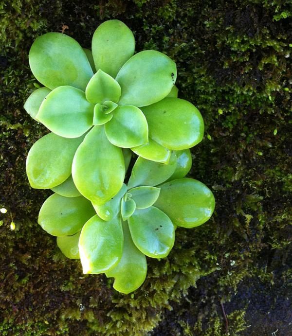 Interesting plants are everywhere