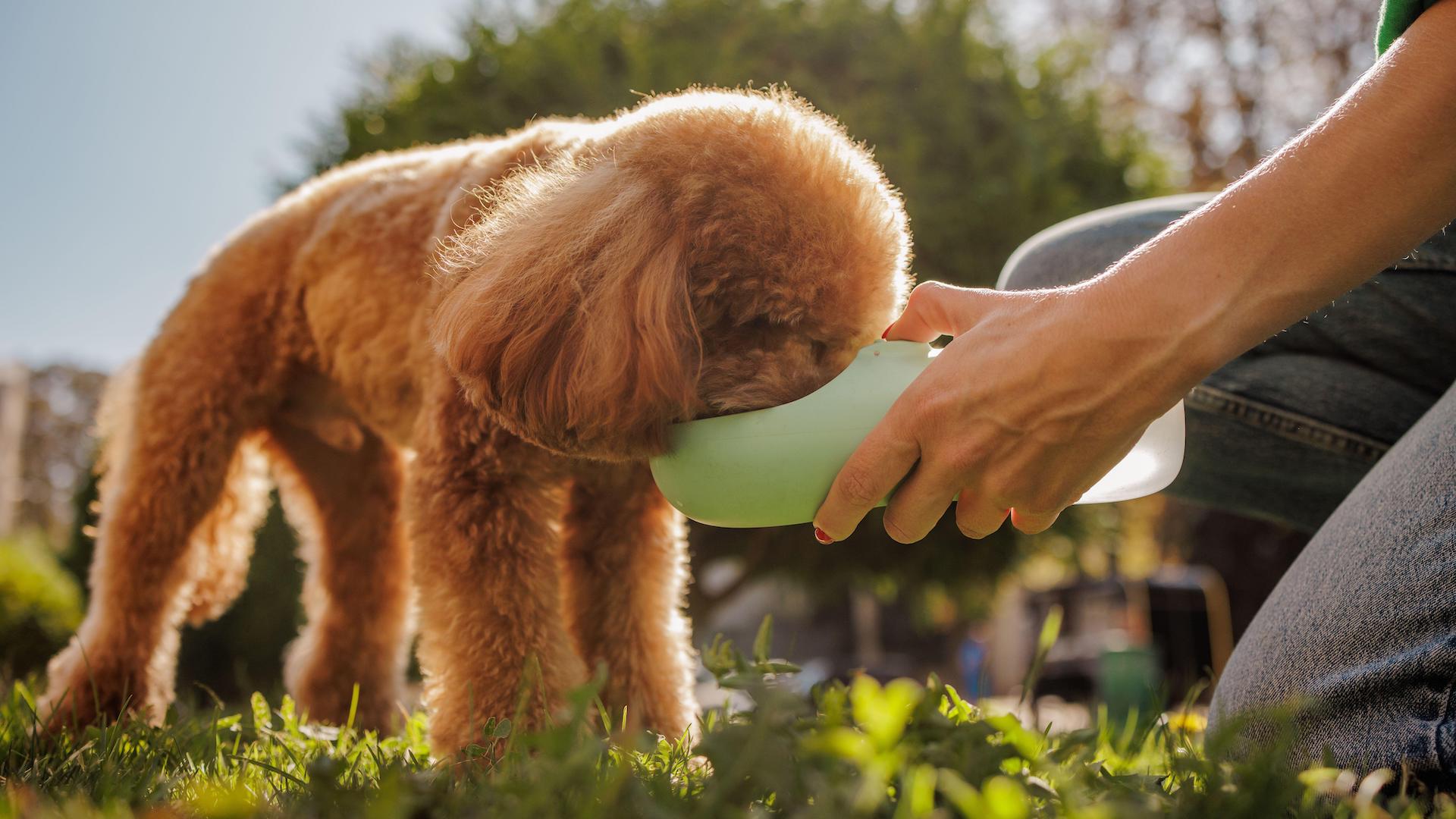 poodle drinking from portable water bowl on walk