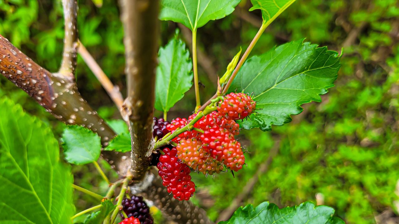 Mulberry tree with red and black fruits in the summertime