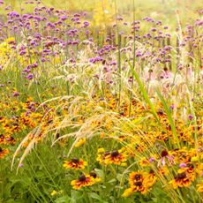 drought tolerant garden planting with rudbeckia and ornamental grasses