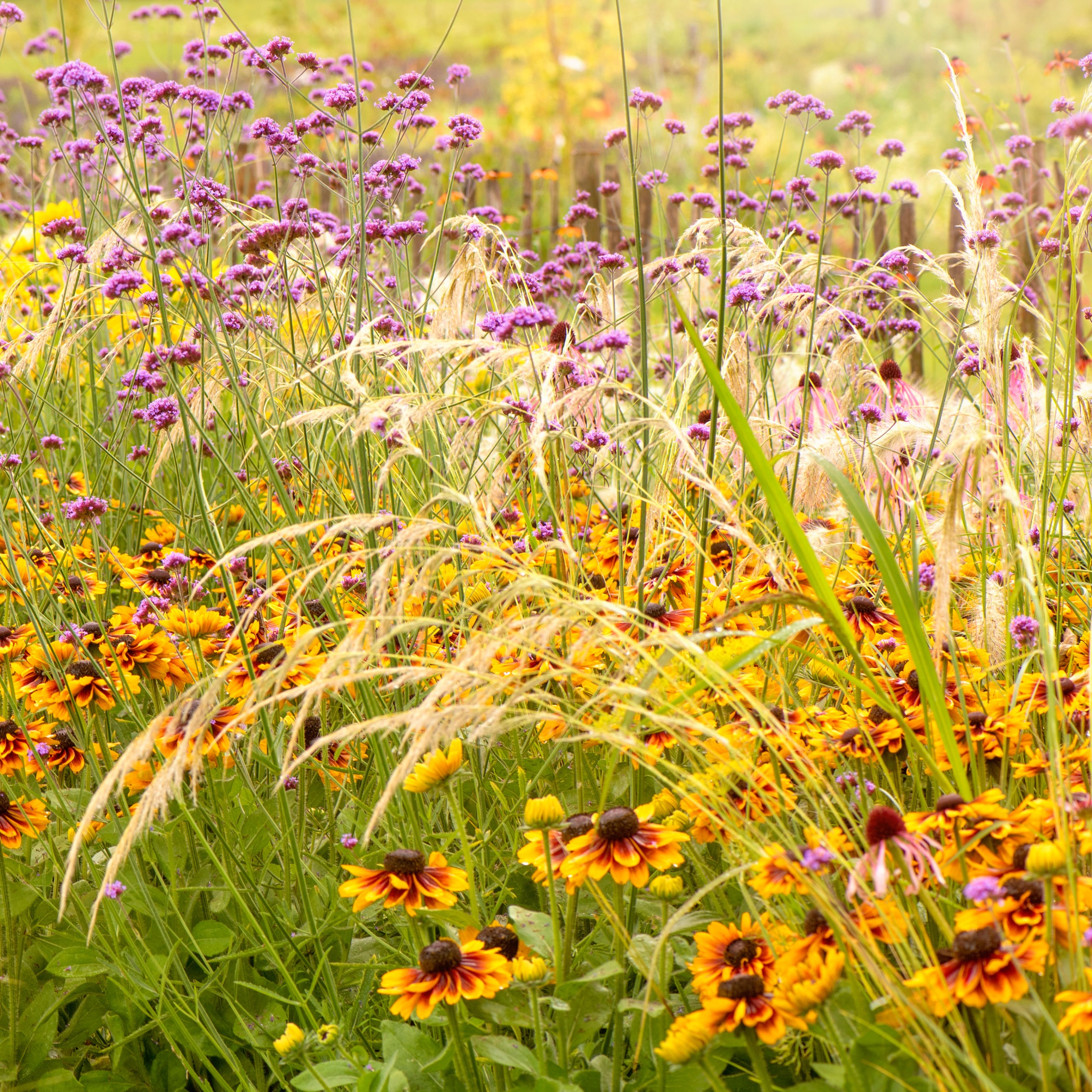 drought tolerant garden planting with rudbeckia and ornamental grasses