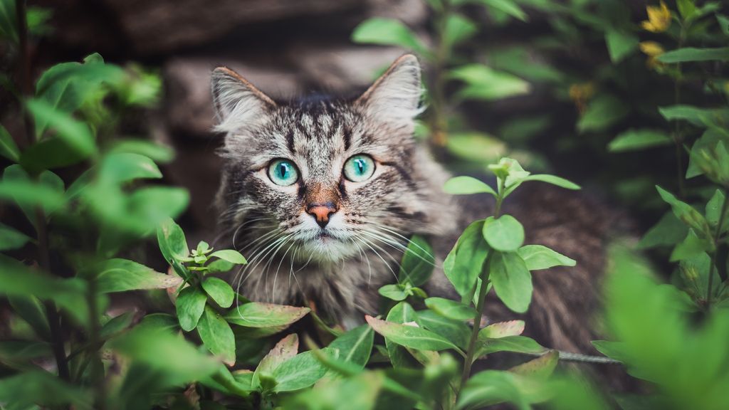 Whisker Fatigue In Cats Vet s Guide To Causes And Treatment PetsRadar