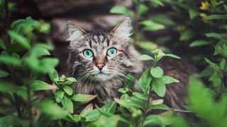 Whisker fatigue: Tabby cat with green eyes peering out from in between bushes