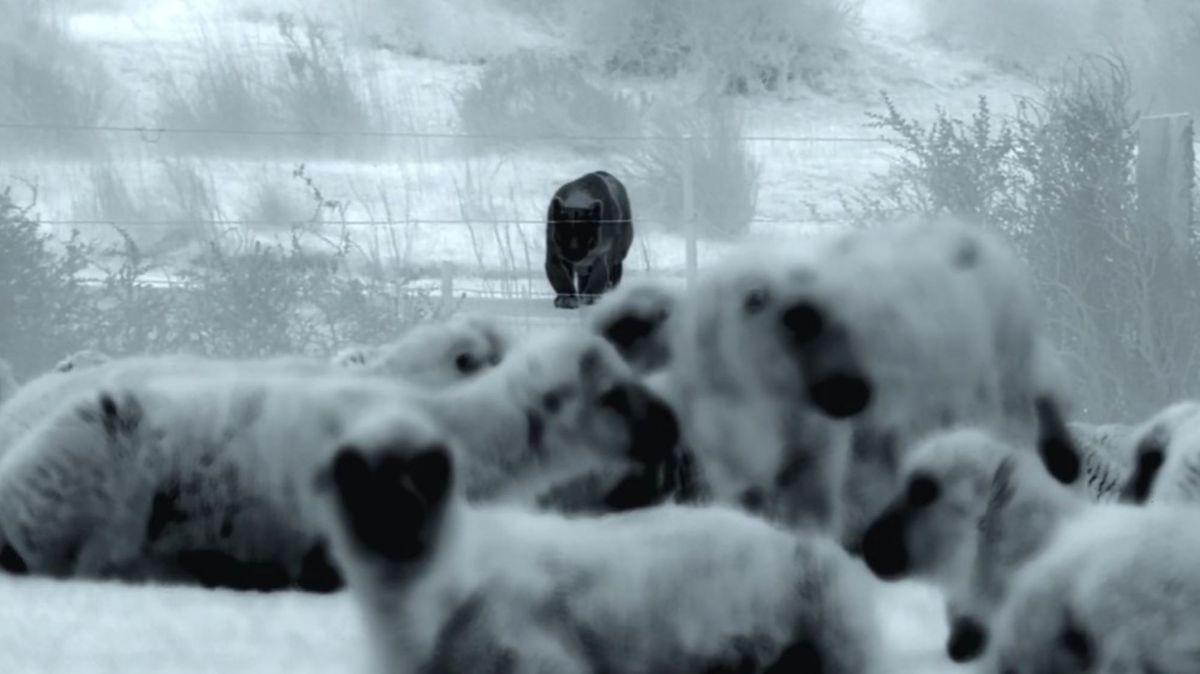 Las primeras imágenes de este tipo muestran a perros guardianes salvando ovejas del ataque de un puma en una montaña negra