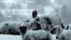 heat cameras show a puma stalking a herd of sheep in the foreground