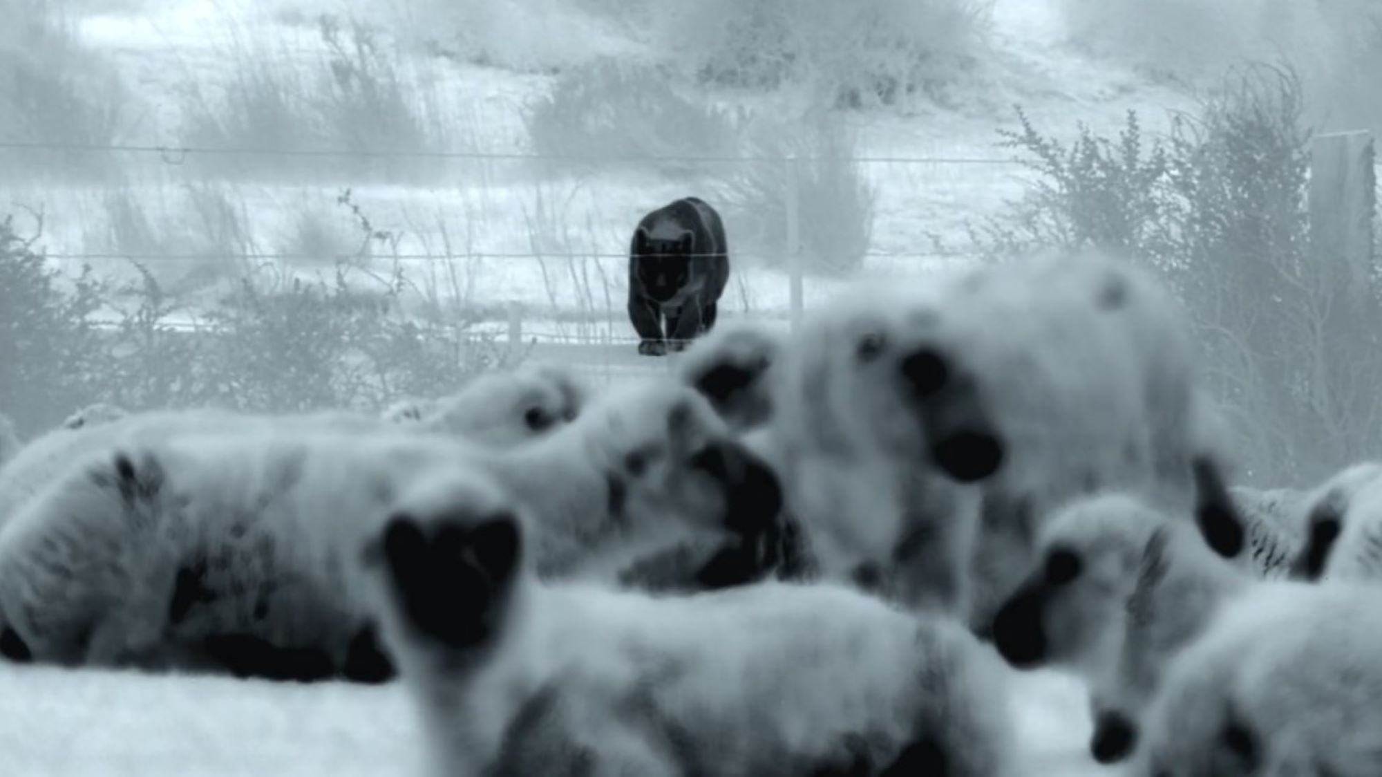 Thermal cameras show a puma stalking a herd of sheep in the Patagonian mountains