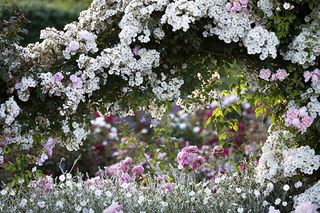 RHS Rosemoor