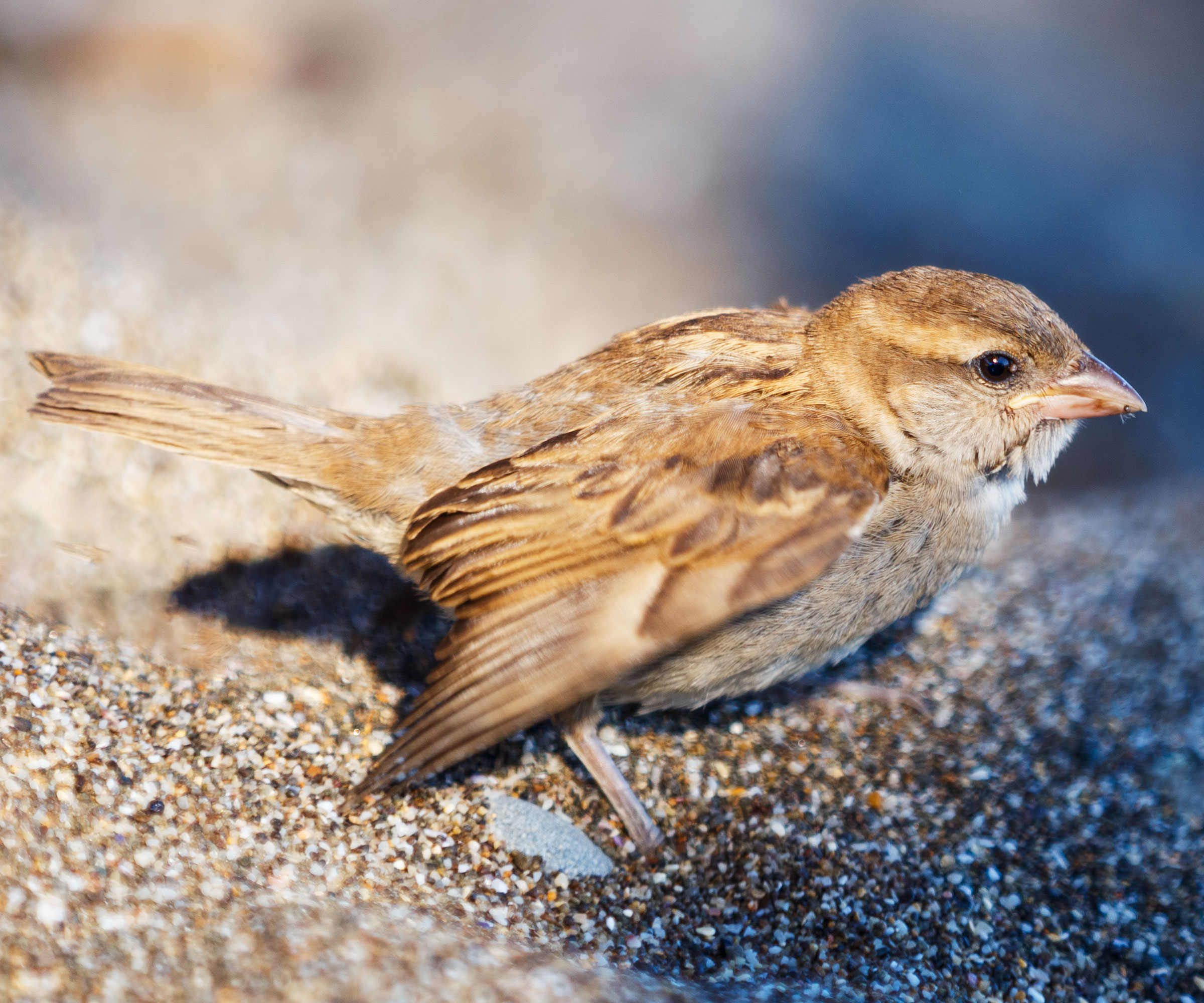 sparrow taking a dust bath on sandy ground