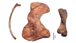 Fossil rib, shoulder blade and thigh bone of Lalieudorhynchus.