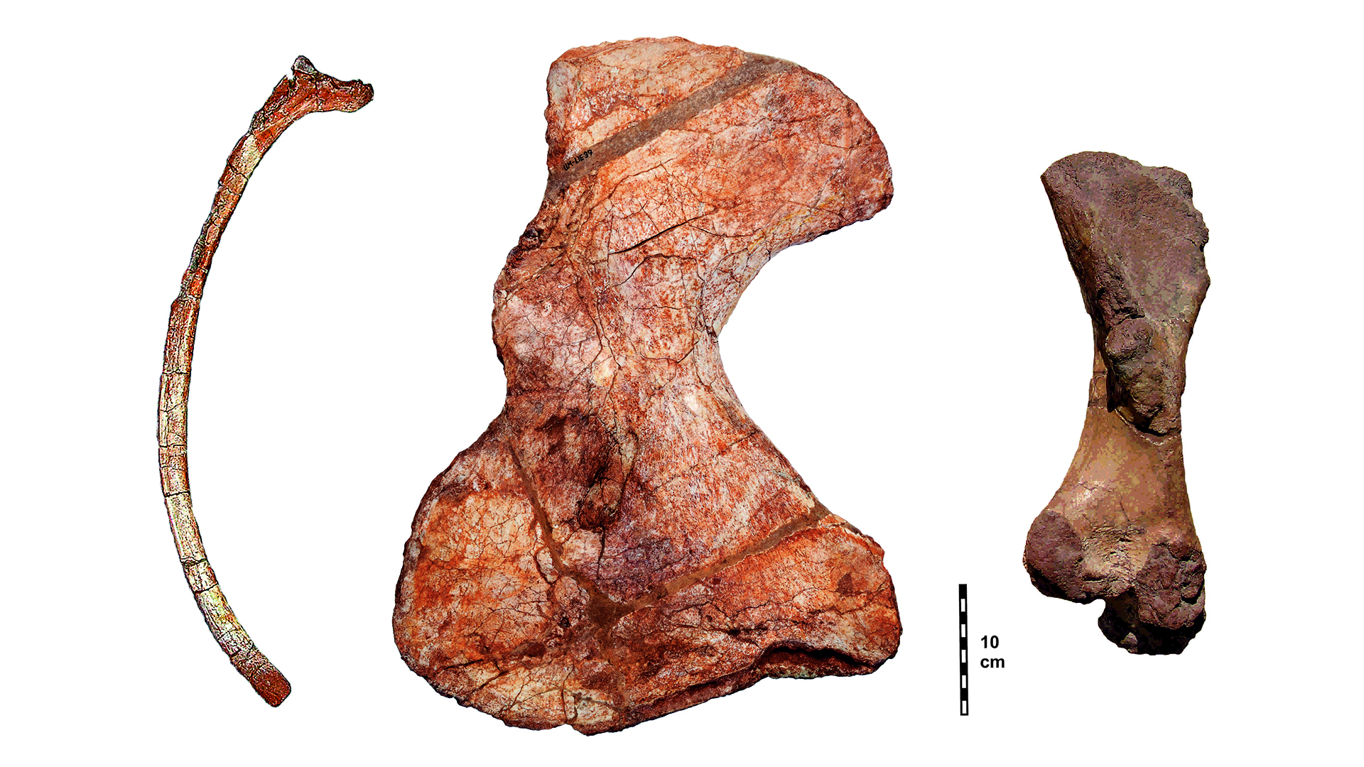 Costilla fósil, omóplato y fémur de Lalieudorhynchus.