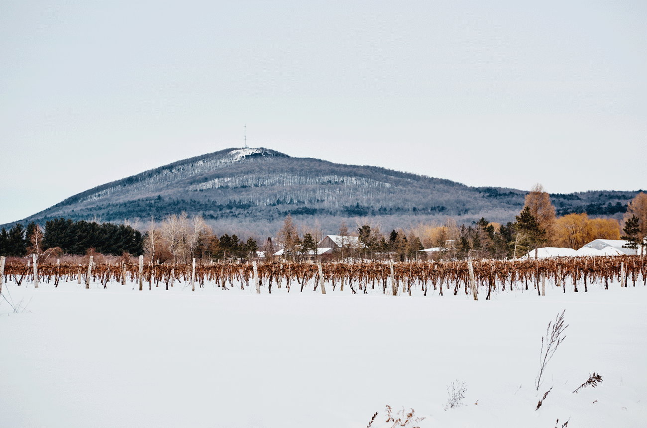 An image of a vineyard in the snow in Quebec.