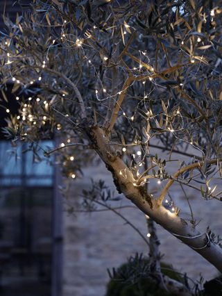 fairy lights around tree