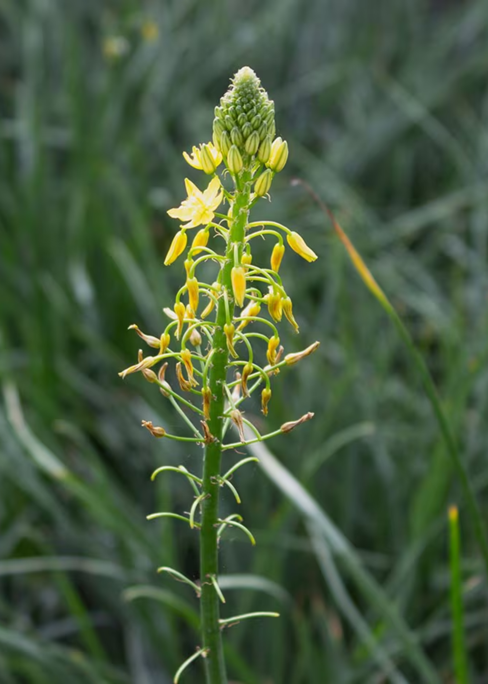 A bulbine plant from Crocus