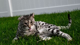 Savannah cat sitting in the grass