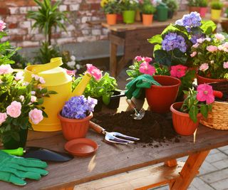 potted plants and soil on outdoor table