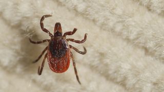 A female deer tick walks on a corduroy 'flag' that was swiped over underbrush at the Kennebunk Plains Preserve in Maine, by a field technician for the Vector-borne Disease Laboratory of the Maine Medical Center Research Institute. 