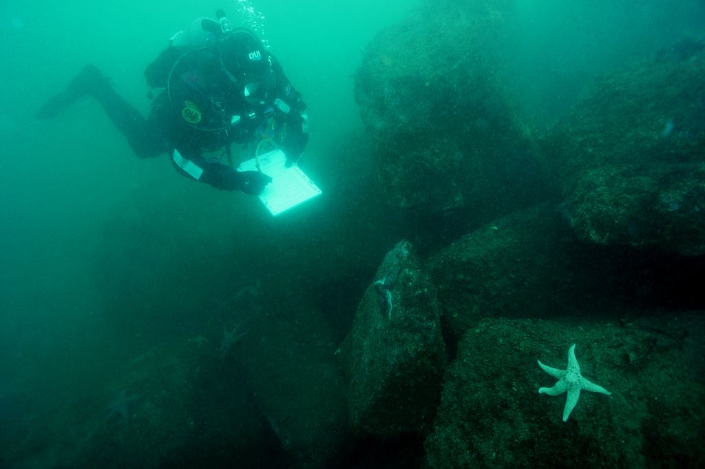 An Oregon Coast Aquarium diver monitors a healthy sea star near Newport, Oregon.