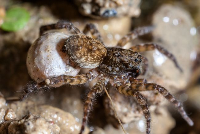 female wolf spider female wolf spider