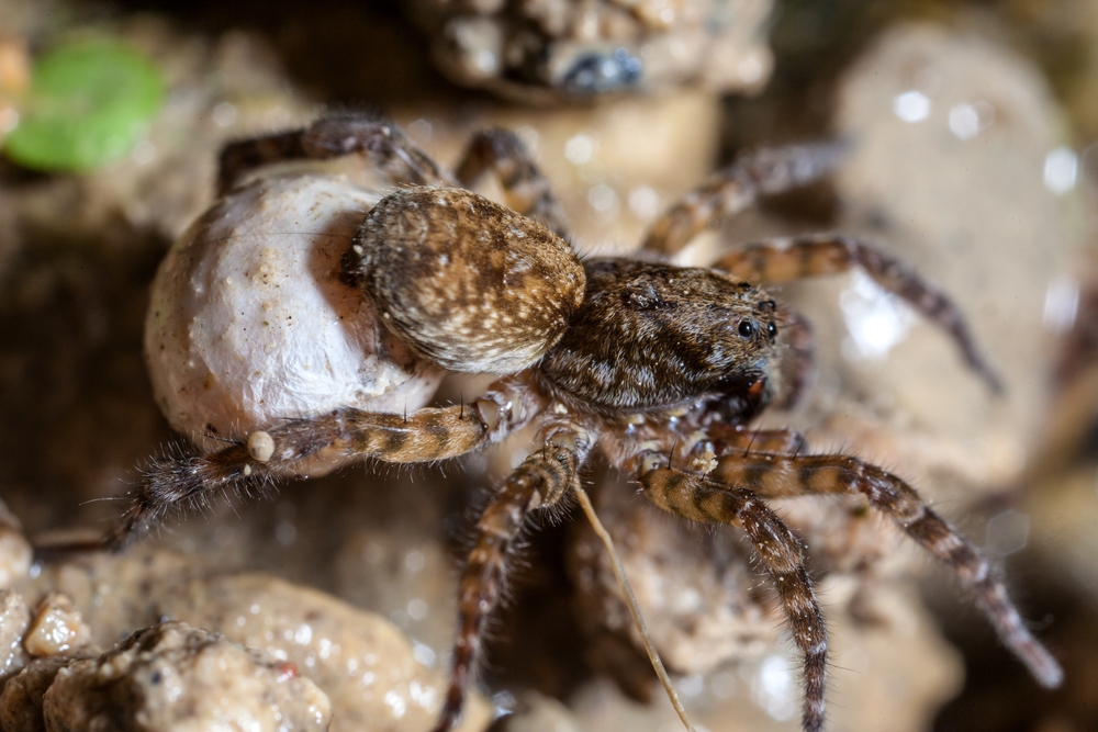 A female wolf spider carries her egg sac through the underbrush.