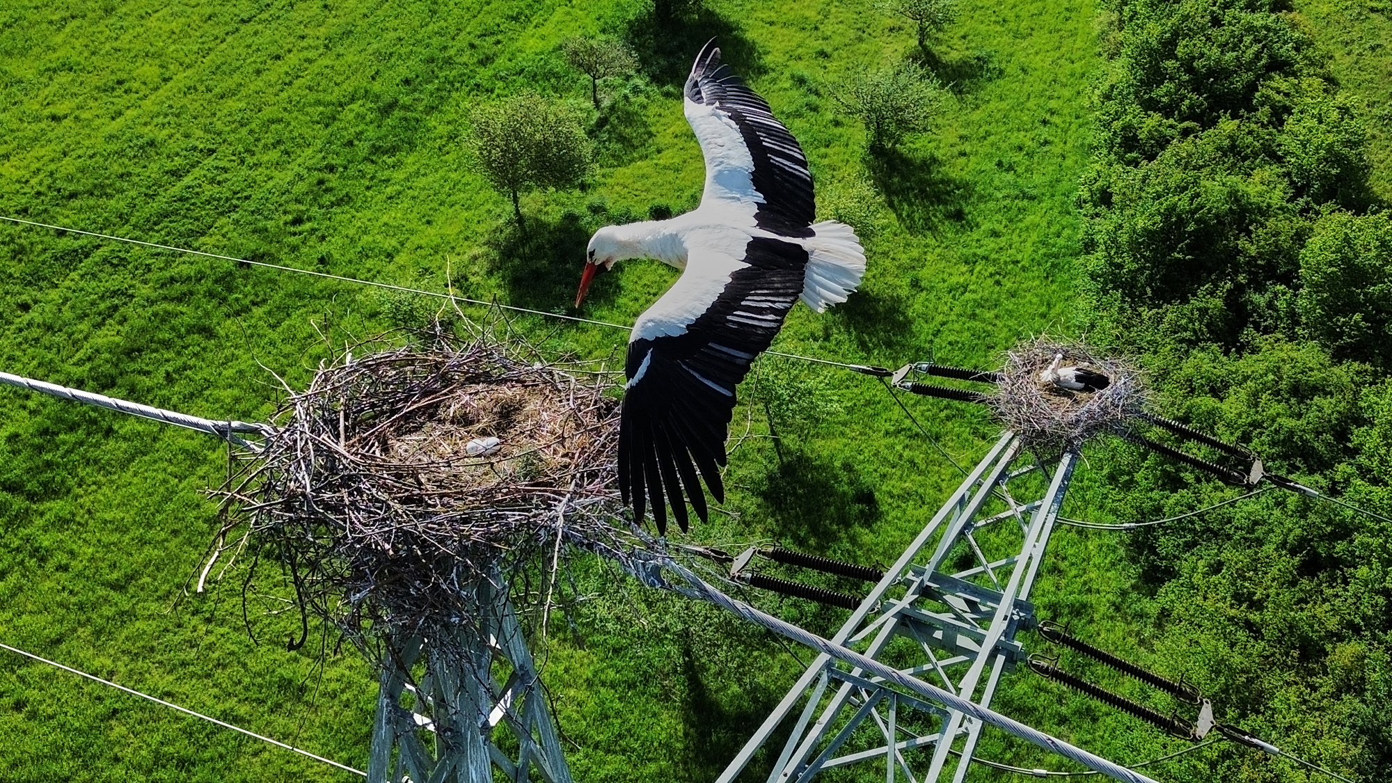 A stork flies over its nest on an electricity pylon near Frankfurt, Germany