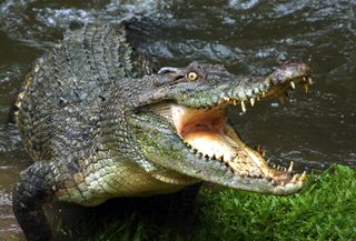 crocodile, australian