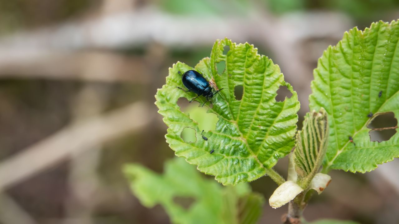 How to get rid of alder leaf beetle