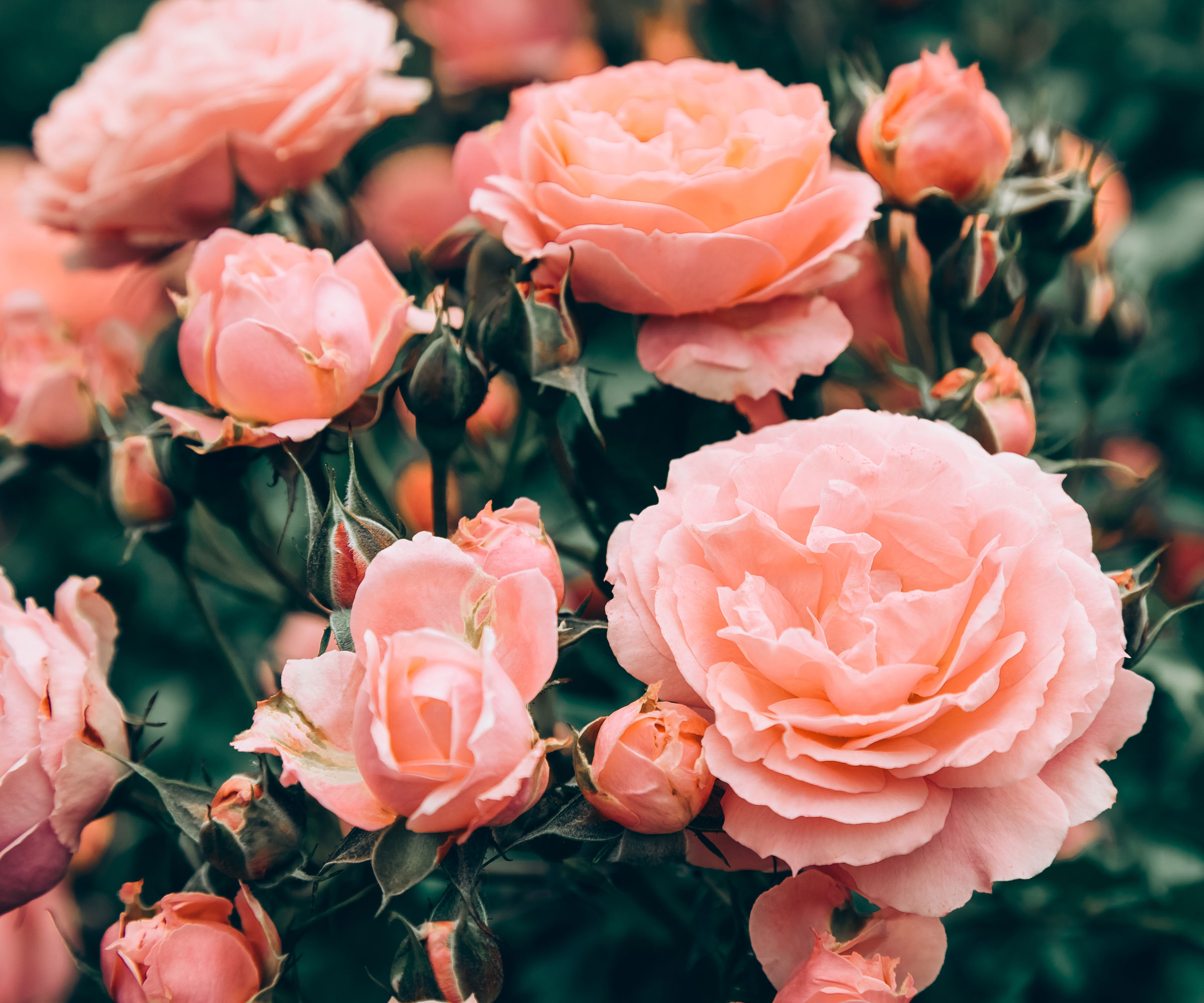 peach roses in full bloom in garden border