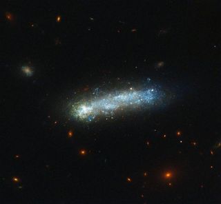 Tadpole galaxies, such as LEDA 36252 pictured here, are rare cosmic splendors. While the two main galaxy types are spiral and elliptical, tadpole galaxies are far less commonly seen in the local universe. They are recognized by their bright head and elong