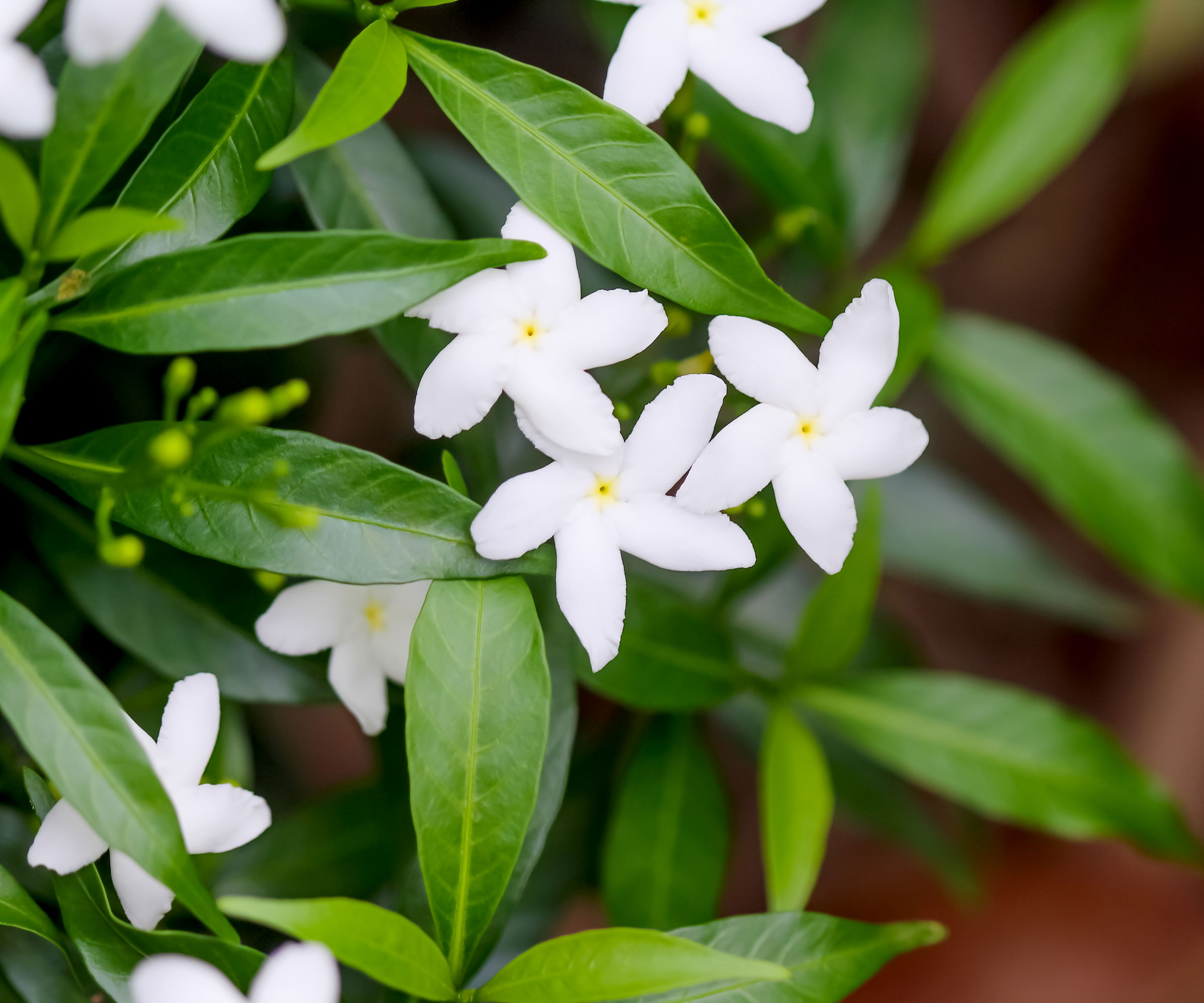 jasmine plant with bright white flowers