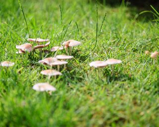 mushrooms growing in a lawn