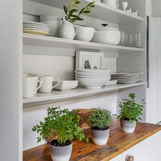 kitchen with white wall white shelf and plants