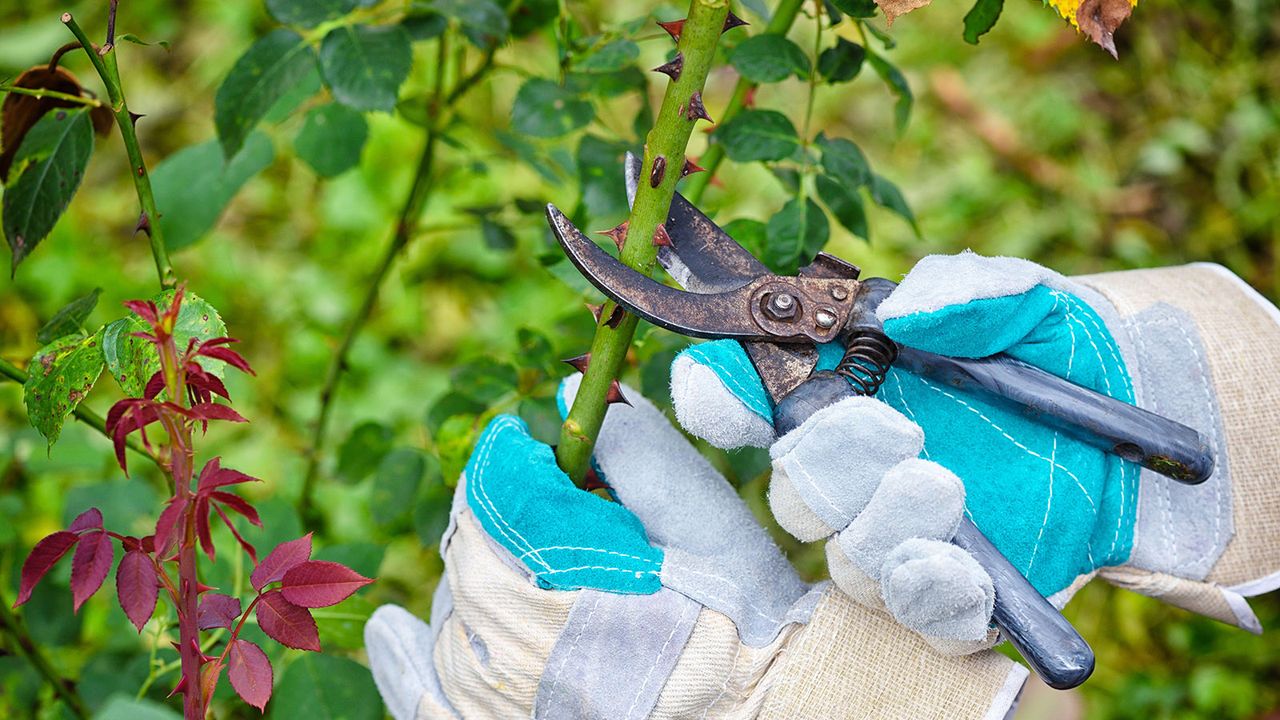 Gardener with blue and cream gloves prunes roses