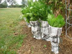 Celery Being Blanched In The Garden Wrapped In Newspaper