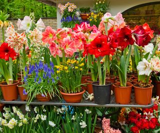 Amaryllis and other flowers on a shelf outdoors