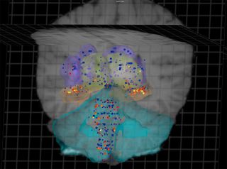 3-D rendering from the Allen Human Brain Atlas