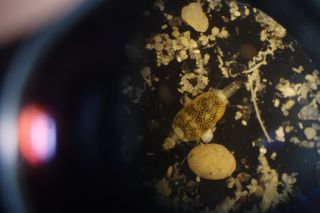 A green gnathiid isopod collected from a fish at Lizard Island Great Barrier Reef. "To truly understand coral reefs and how they will be impacted by environmental change," Sikkel writes, "we must understand their parasites."