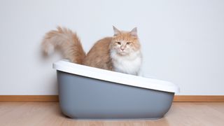 a large orange and white cat uses a litter box