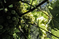 rebula grapes, slovenia