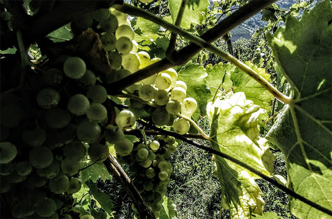 rebula grapes, slovenia